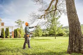 Why Choose Our Tree Removal Services in Stevensville, MT?