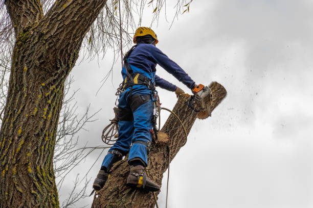 Best Tree Risk Assessment  in Stevensville, MT