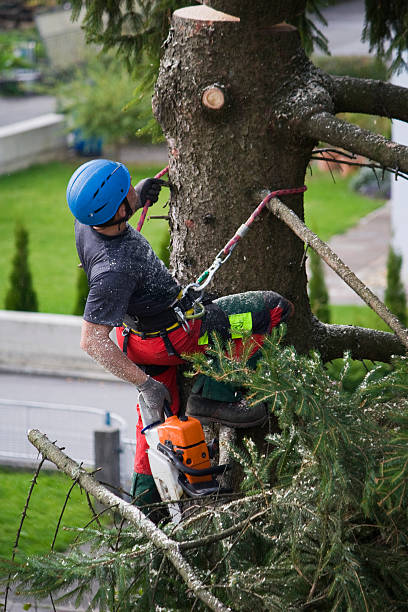 Best Stump Grinding and Removal  in Stevensville, MT