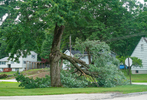 Reliable Stevensville, MT  Tree Services Solutions