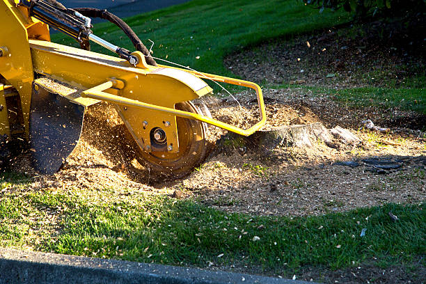 Best Grass Overseeding  in Stevensville, MT