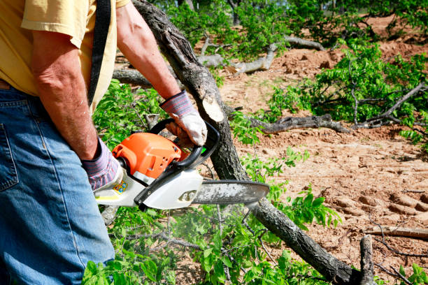 Best Tree Disease Treatment  in Stevensville, MT